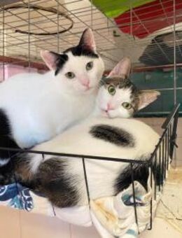 Norbert und Ryan aus dem Tierschutz - Grevenbroich