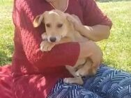 🆘🐾Sanfter Welpe Athos🐾🆘 - Eislingen (Fils)