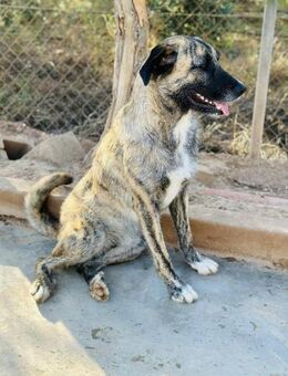 Nala, die halbstarke Beschützerin - Freigericht