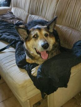 Arimmo sucht seine Familie 🥰🥰 - Ludwigshafen (Rhein)