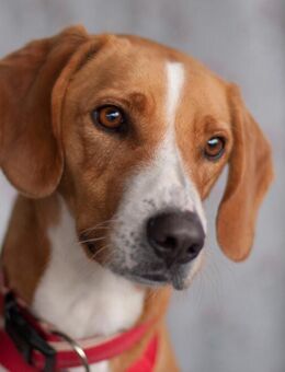 Bo - Mischling - 2 Jahre - Tierhilfe Franken e.V. - Lauf (Pegnitz) Zentrum