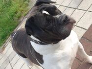 Alaunt- Bull- Dogge - Sassnitz