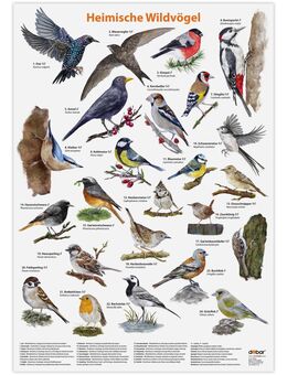 Dobar Vogel-Poster Heimische Wildvögel #98603 - Birkenfeld (Baden-Württemberg)