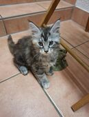 XXL Maine Coon Kitten in 72760