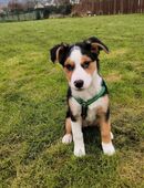 Ich suche noch ein Zu Hause in 37296