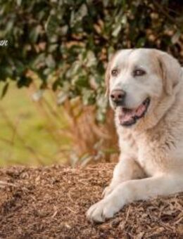 Hope, HSH Mischlingshündin, 7 Jahre - Wegberg