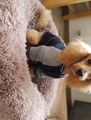 Pudel Deckrüde in 65556