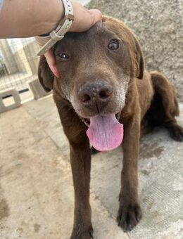 Nutella-Ein Herzenshund su seine Familie - Karben