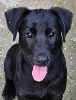 Hueco süßer Junghund - Kallmünz