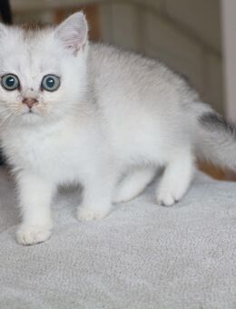 Süße BKH x Golden Chinchilla Katzenbaby – abgabebereit - Berlin