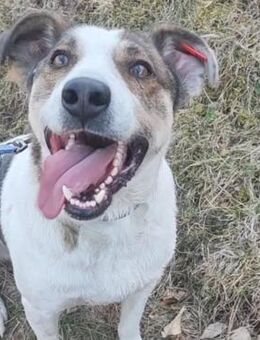 GREGORY- liebenswerter junger Kerl - Velbert