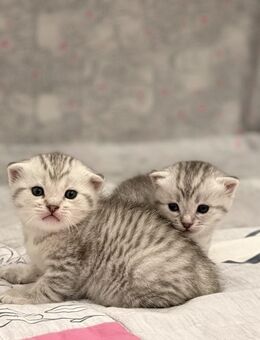 Süße Bkh mix kitten abzugeben - Langenleuba-Niederhain