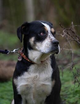 Vilma-BE, sucht einen sicheren Hafen! - Neustadt (Rübenberge)