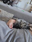 Maine Coon Paar sucht für immer Zuhause in 54338