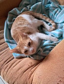 Neugieriger Ryu - gerne mit Yuki (Bea) - Geisenheim