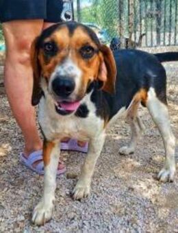 Vermittlungshilfe!Für Buddy - Oberhausen