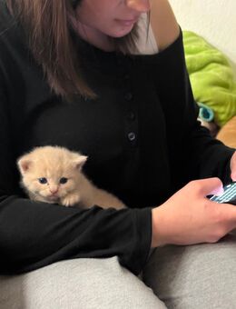 Beige Hauskatze-britisch kurz Haar - Hannover Vahrenwald-List