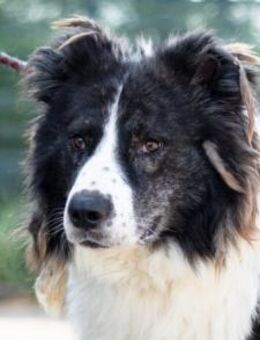 Wer schenkt Carlos sein Herz? - München