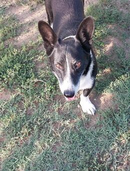 🐕🐶🐾Pommi sucht sein Zuhause🐾🐶🐕 - Elsenfeld