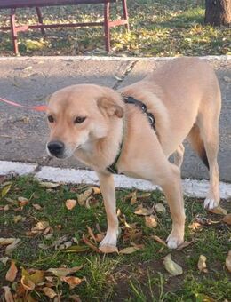 Milly - verspielt, sozial, liebevoll (C) - Ludwigshafen (Rhein)