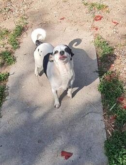Kleine freundliche Chihuahua Hündin Amy - Leonberg (Baden-Württemberg)