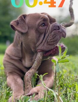 New English Bulldog Rüde - Bad Gandersheim
