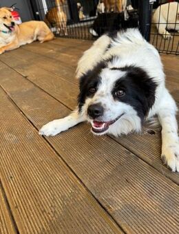 Ellie sucht Zuhause oder PS - Ebstorf (Klosterflecken)