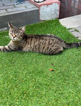 Katze 1 1/2 Jahre - Sonsbeck