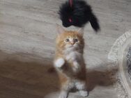 Maine Coon XXL Kitten - Elsdorf (Nordrhein-Westfalen)