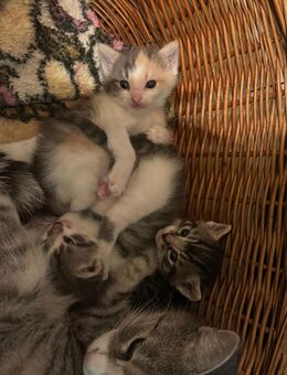 3 Kitten abzugeben - Chemnitz