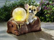 Dekofigur Chihuahua mit Solarleuchte Tierfigur Hundefigur #04119 - Birkenfeld (Baden-Württemberg)