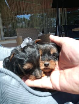 Reinrassige Yorkshire terrier Welpen - Passau