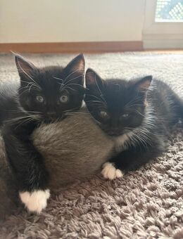 Noch 2 zauberhafte Maine Coon Mischlingskater suchen ein neues Zuhause - Rudersberg