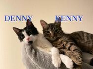 Denny und Kenny suchen Zuhause - Langenhagen