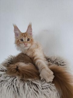 Maine Coon Kätzchen mit Stammbaum