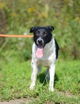 Niedliche ZOYA braucht ein Zuhause - Bad Bevensen