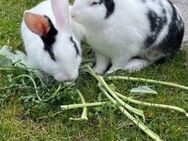 Zwergkaninchen Hermelin Kaninchen 2 Schwestern 5 Monate alt lieb - Bottrop