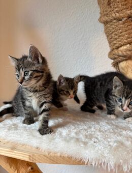 Katzenbabys Dreier Pasch - Brekendorf
