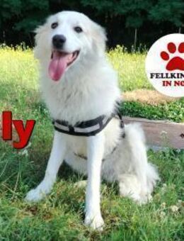 süße Sally sucht ihre Menschen - Margetshöchheim