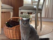 BKH Dame jung zu verkaufen Katze reinrassig - Bad Laasphe