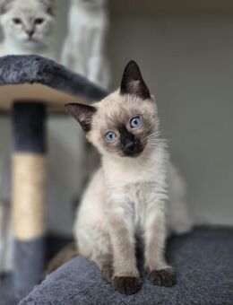 Siam-Kitten - Venningen