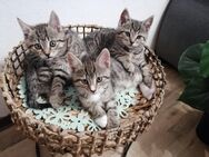 5 kleine Kitten suchen ein liebevolles zu Hause - Wittendörp