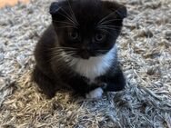 BKH Kitten Mix - Celle
