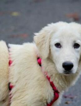 Traumzuhause für Melograna gesucht - Neuss