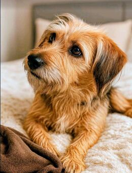 MERFI sucht sie ihr eigenes Herz-Zuhause - Hückelhoven