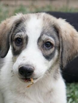 Kora, geb. ca. 05/2024, Griechenland - Euskirchen