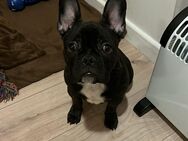Französische Bulldogge - Breuberg