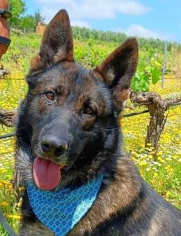 Suerte wer schenkt ihm ganz viel Liebe? - Laatzen