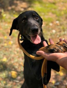 Adelino sucht Freunde fürs Leben - Berlin