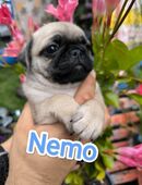 Mops Welpen mit Ahnentafel in 55624
